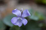 Prostrate blue violet